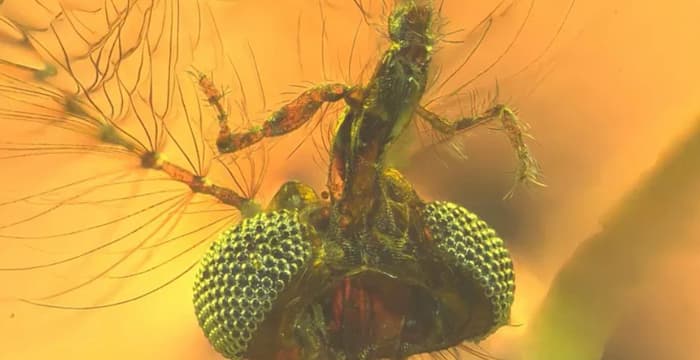 شگفتی دانشمندان از خونخوار بودن پشه‌های نر به دام‌افتاده در صمغ درخت ۱۳۰ میلیون ساله