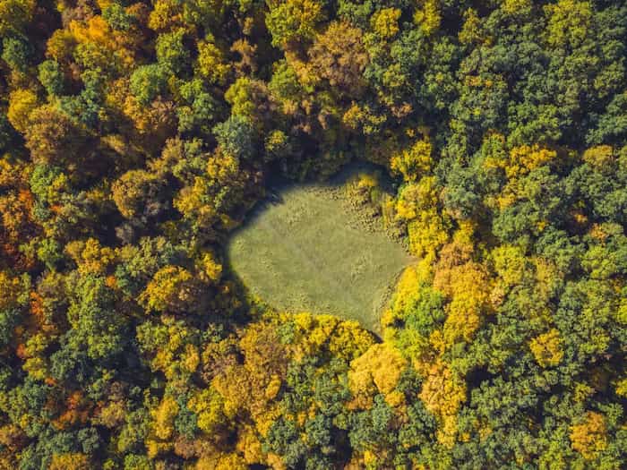 جنگل هویا باچیو در رومانی