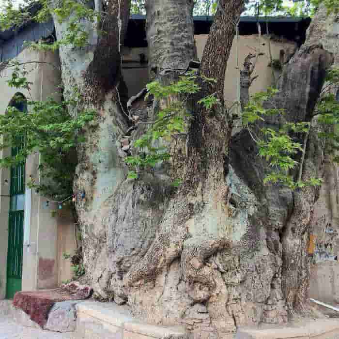 درخت چنار ١٥٠٠ساله روستای آمره، بخش خلجستان