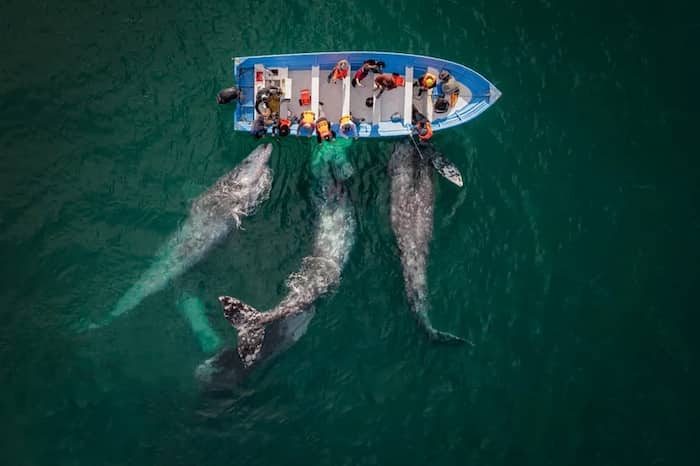 نهنگ ها با قایق ملاقات می کنند
