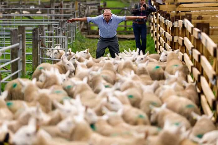  حراج گوسفند در لایرگ اسکاتلند