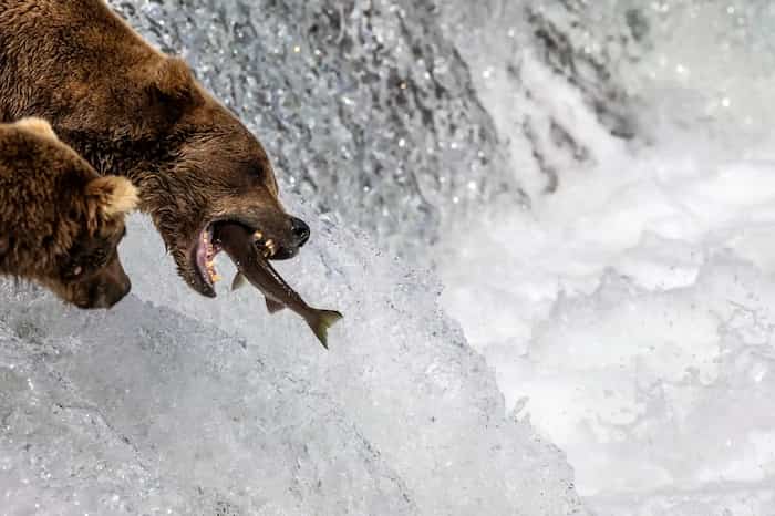 خرس قهوه ای ماهی گیر