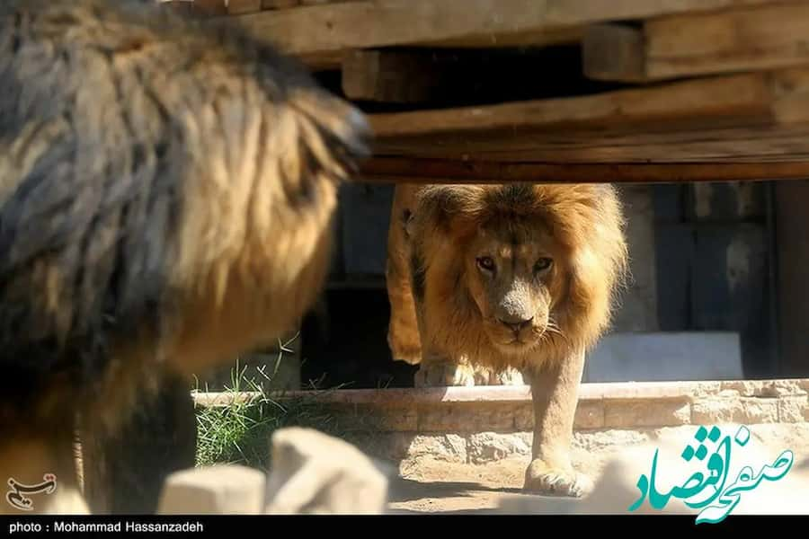 تعطیلی باغ‌وحش صفادشت به علت تصرف عدوانی