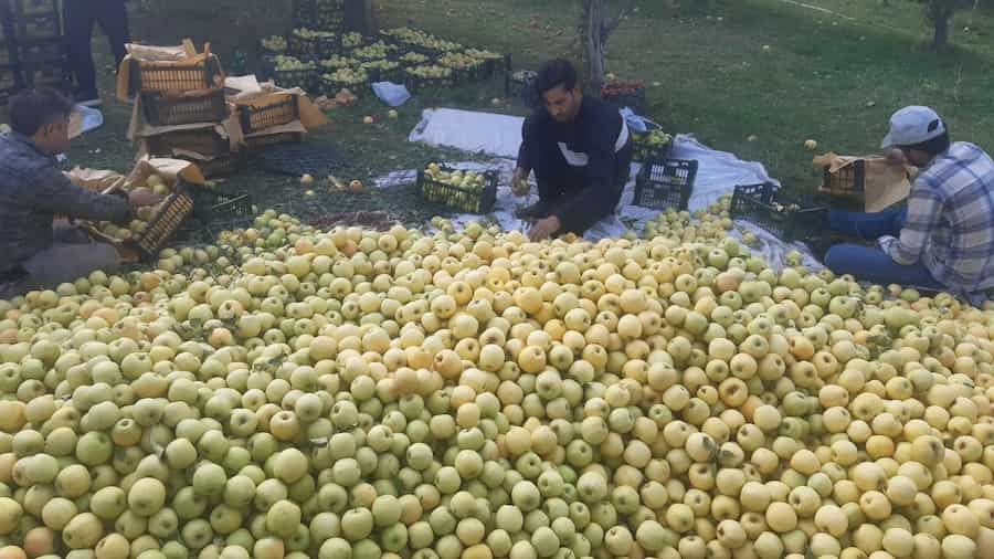 برداشت سیب روستای بابونه چاراویماق