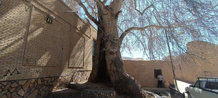 سرو کهنسال مسجد ششناو، درختی پر از خاطرات نسل‌ها