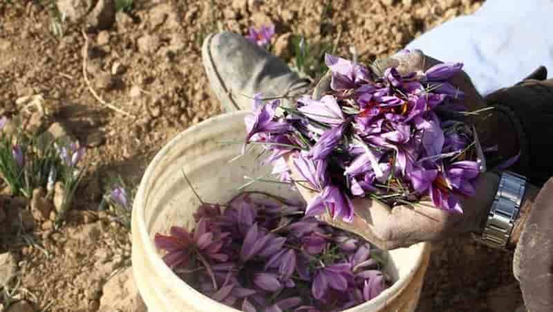 افزایش ۴ درصدی سطح زیر کشت زعفران در شهرستان تایباد