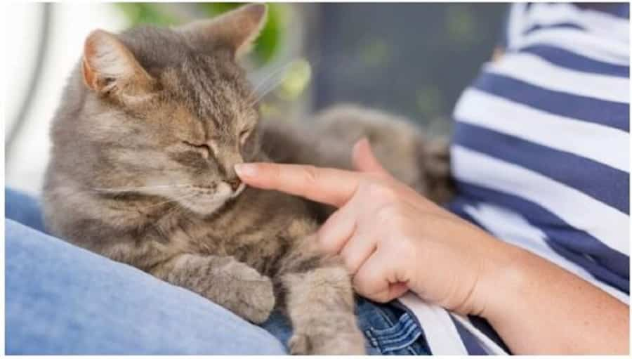 چقدر حافظه گربه‌ها قوی است؟ بررسی علمی جالب