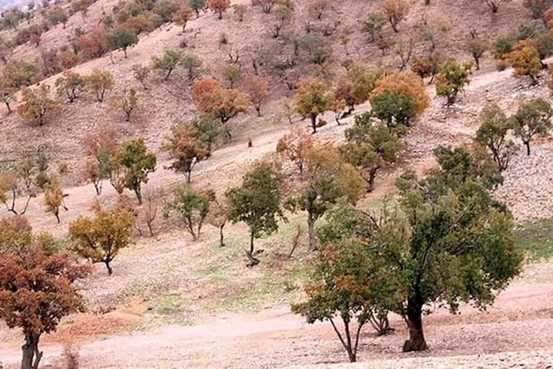 تکذیب خبر قطع درخت ۷۰۰ ساله بلوط در اسلام‌آباد غرب