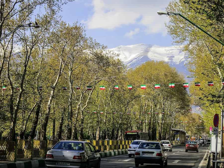 چنارهای خیابان ولی‌عصر؛ میراثی در خطر نابودی