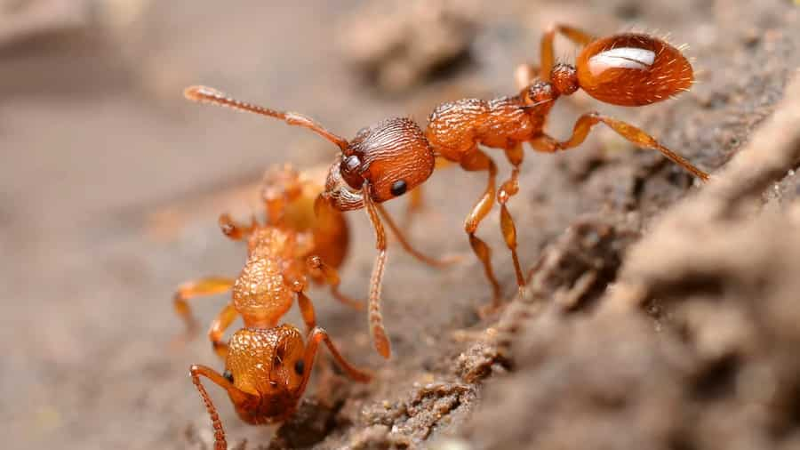 مورچه‌های قرمز میرمیکا روبرا: بسیج دسته‌جمعی برای پاکسازی لانه