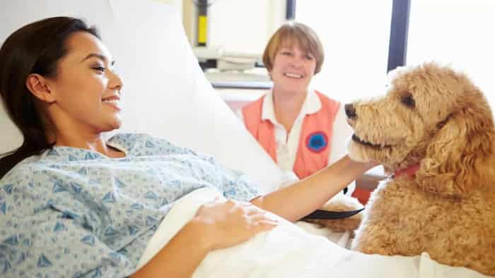 بیمارستان اسپانیایی از سگ‌ها برای تقویت روحیه بیماران استفاده می‌کند