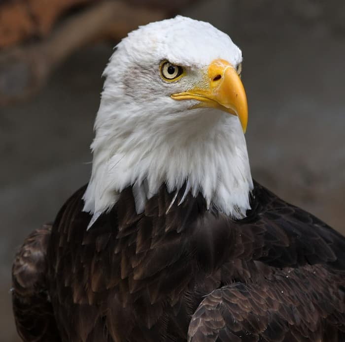 عقاب سرسفید: نماد آمریکا و شکارچی‌ای فرصت‌طلب