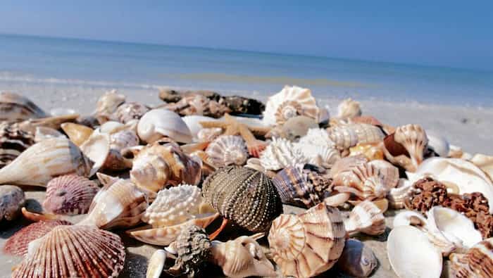 صدف‌ها را با خود از ساحل نبرید!