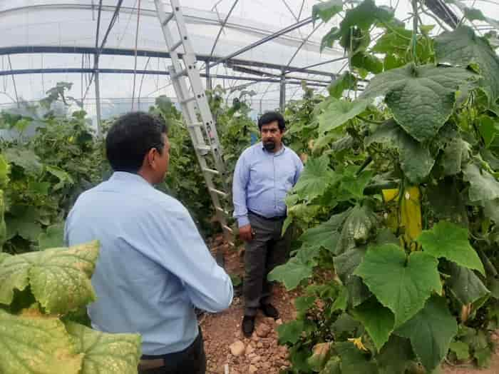 بازدید از گلخانه‌های شهرستان کرند غرب توسط محققین معین مرکز تحقیقات کرمانشاه