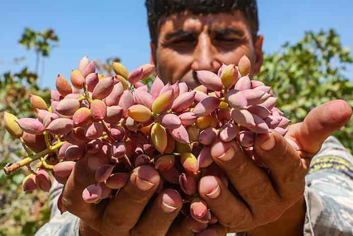 برداشت پسته در تایباد آغاز شد، با وجود چالش‌های خشکسالی و آفت پسیل