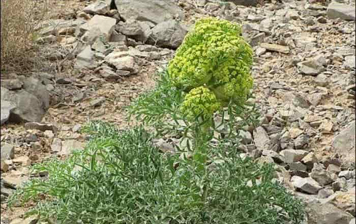 کشت آنغوزه در تایباد: رونق اقتصادی و احیای مراتع