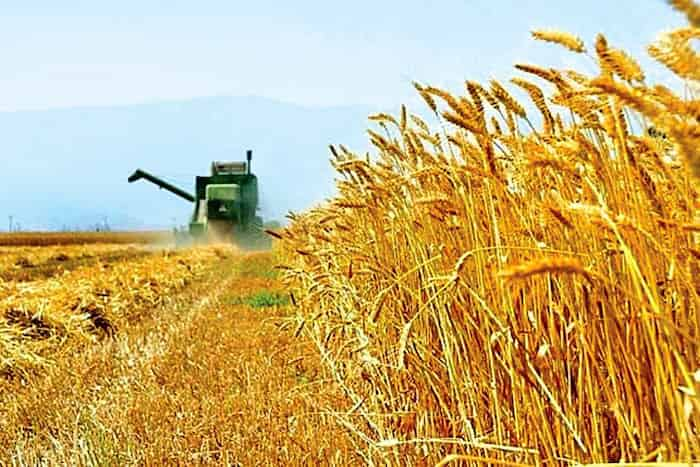 رکوردشکنی شوشتر در خرید گندم: ۱۱۸ هزار تن گندم در 10 سال گذشته!