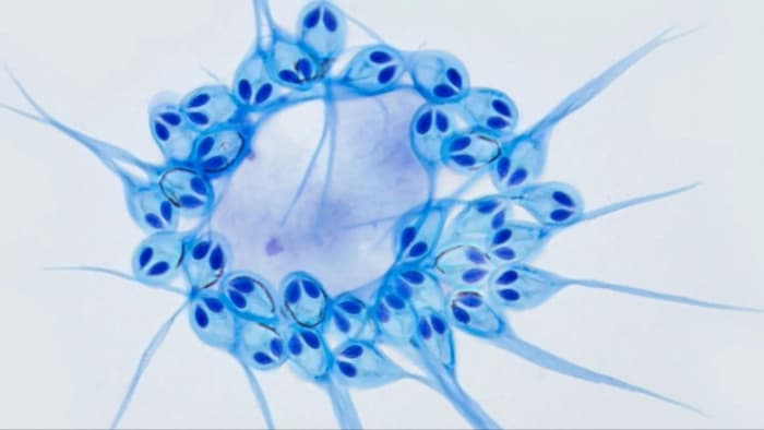 موجودی شگفت‌انگیز: اولین چندسلولی بی‌نیاز از اکسیژن