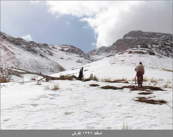 تراژدی در دره بریون: نابودی درخت بید و لوله‌کشی آب