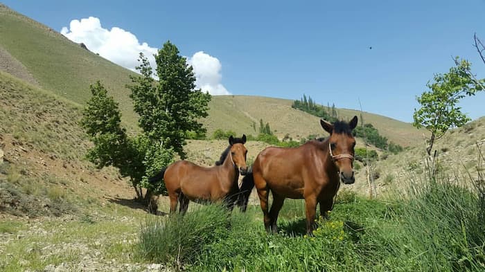 طبیعت زیبای دره شنا در روستای نقوسان تفرش