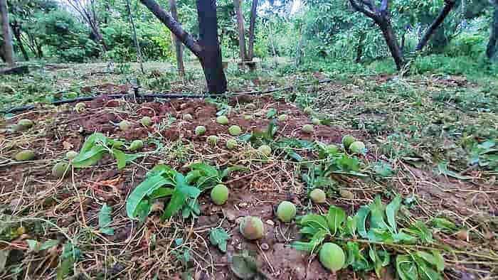 خسارت به مزارع و باغ‌های دالاهو به دلیل طوفان و بارش شدید باران