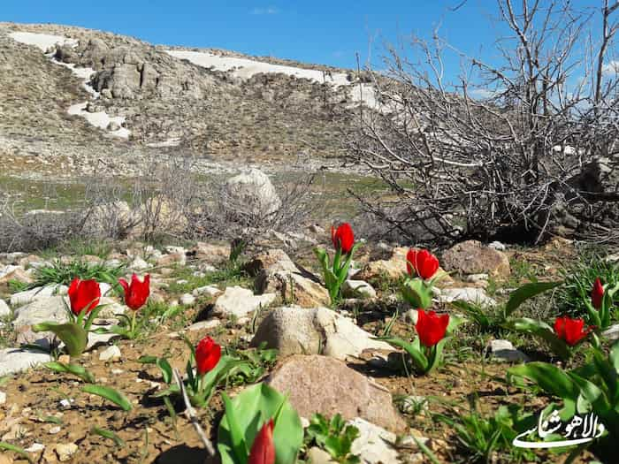 بررسی مزیت‌های کسب‌وکارهای شهرستان دالاهو: گامی به سوی رونق و توسعه