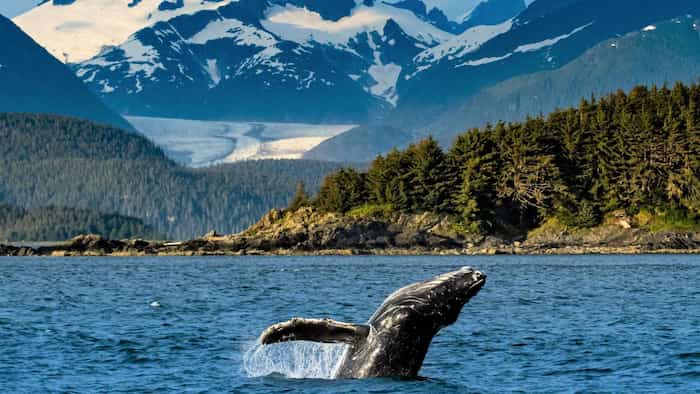 کوچ نهنگ‌های گوژپشت، جاذبه زمستانی برزیل
