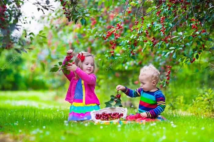 خواص گیلاس برای کودکان