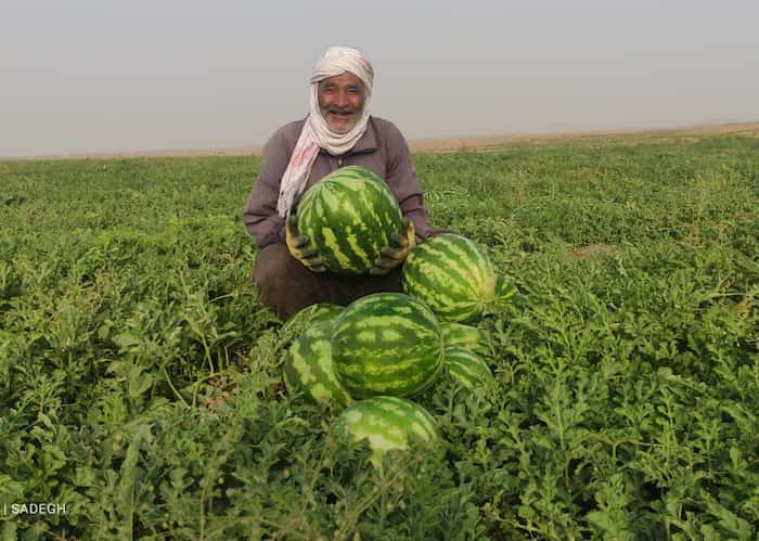  هندوانه دشت چهاربرجی تایباد