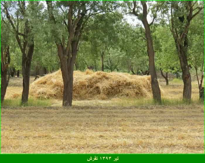 خرمن کوبی در روستاهای تفرش: جداسازی گندم از کاه با یوشن