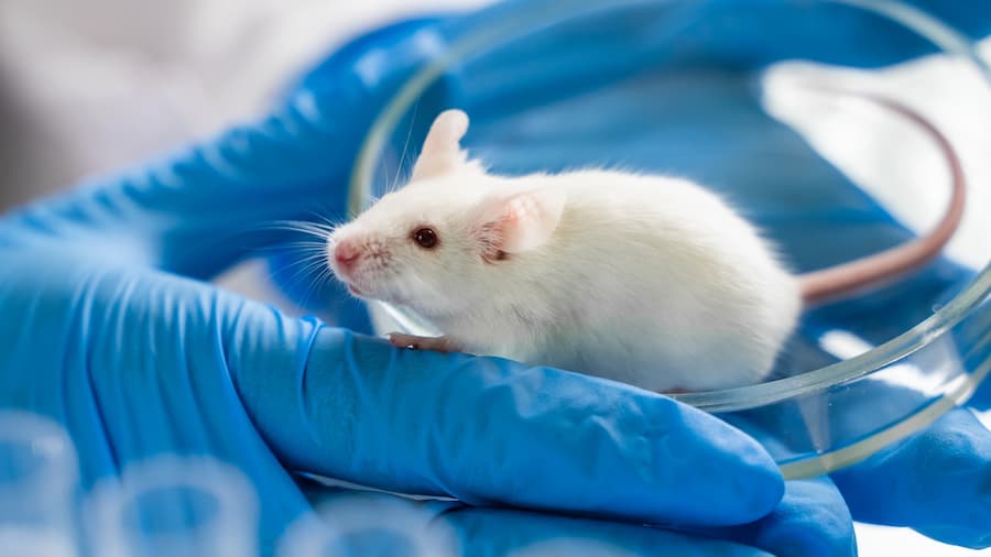 پیشرفت چشمگیر در مدل‌های حیوانی برای تحقیقات پزشکی
