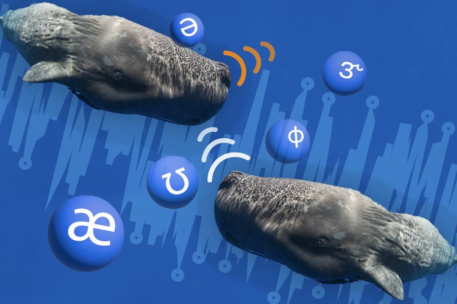کشف الفبای آوایی نهنگ‌های عنبر با کمک هوش مصنوعی