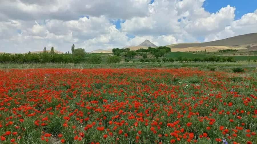 طبیعت زیبای دشت روستای آهوی آشتیان در آخرین روزهای بهار