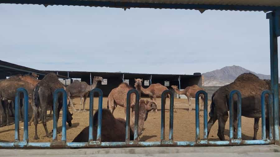 تحول بزرگ در کویر سیستان و بلوچستان؛ پرورش شتر به عنوان صنعتی سودآور