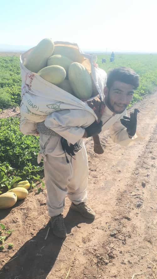 خربزه چینی دشت تربت جام