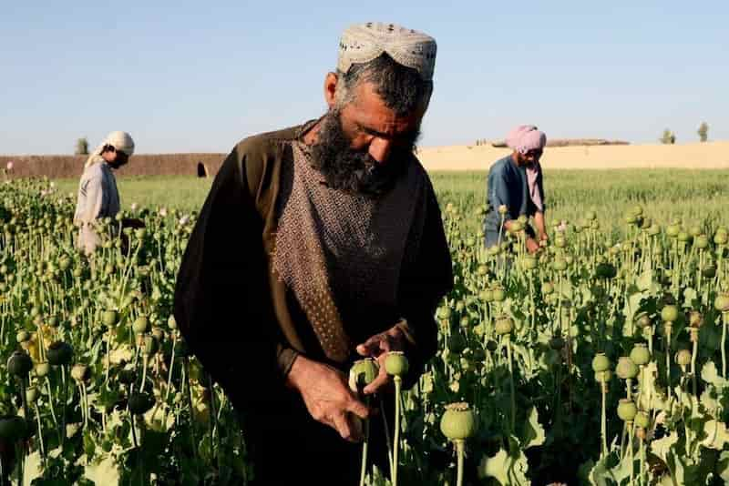 طرح پنج ساله طالبان برای کشت جایگزین خشخاش: بررسی اجمالی