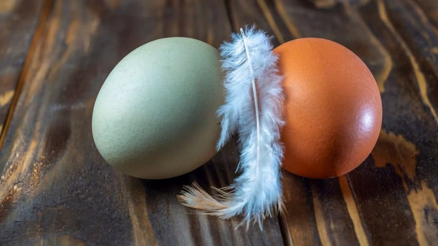 چرا تخم‌مرغ‌ها رنگ‌های مختلفی دارند؟
