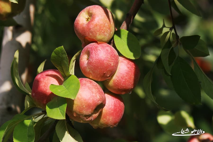 گهواره، نگین سیب غرب ایران