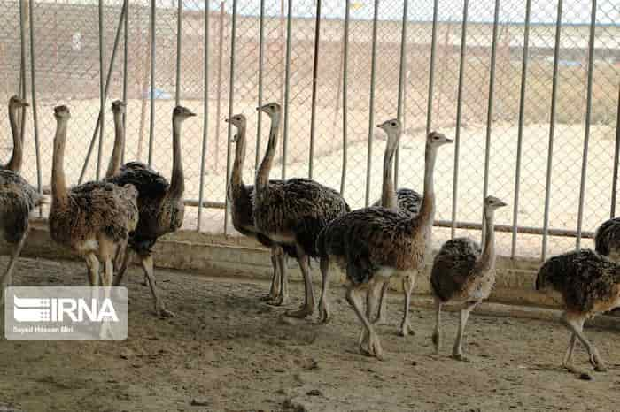 افتتاح بزرگترین مزرعه پرورش شترمرغ در سیستان و بلوچستان