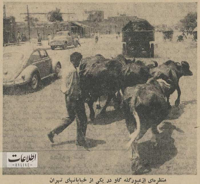 تابستان داغ ۱۳۴۳: حضور پرتعداد گاوها و مشکلات مردم غرب تهران