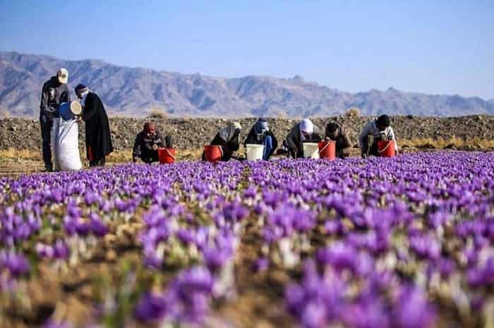 مزرعه زعفران منطقه استای تایباد