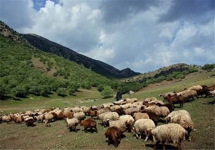 خطر نابودی مراتع تایباد بر اثر چرای بی‌رویه و خارج از فصل دام