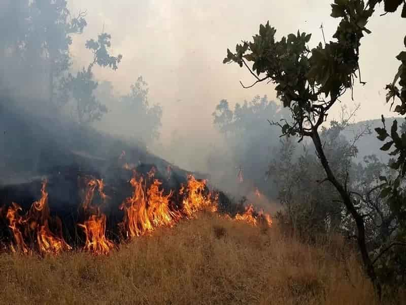 ممنوعیت جارسوزی در دالاهو و پیامدهای آن