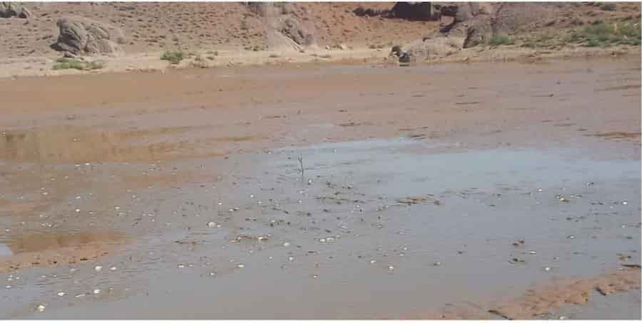 تلف شدن بیش از ۴۰ هزار بچه ماهی در سد خاکی روستای جوزقان تایباد