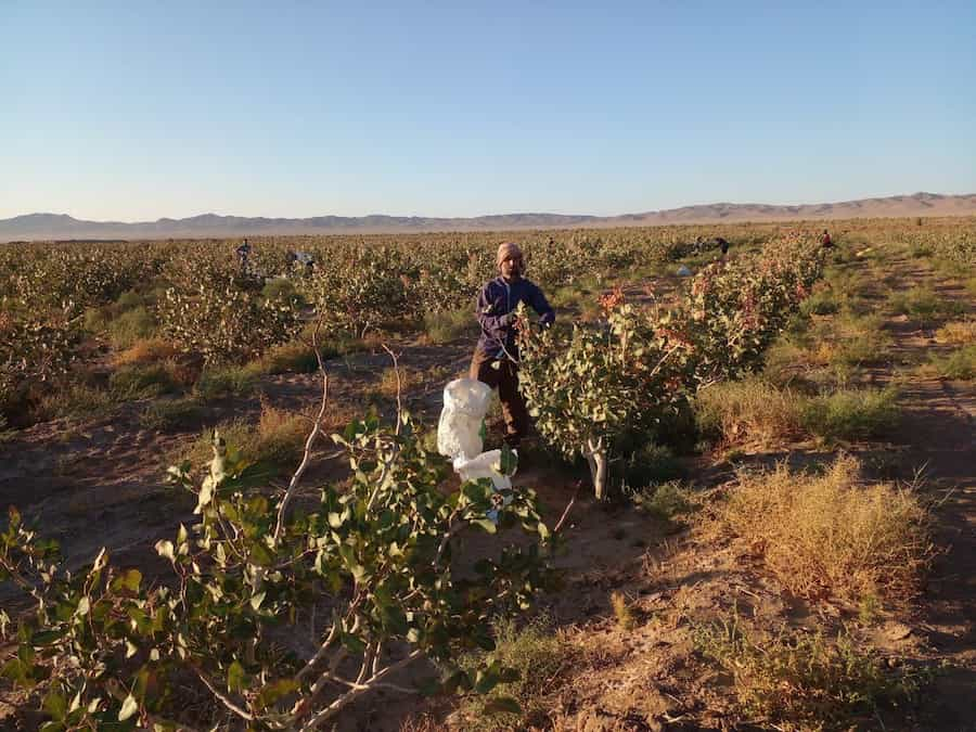  برداشت پسته روستای حاجی آباد تایباد