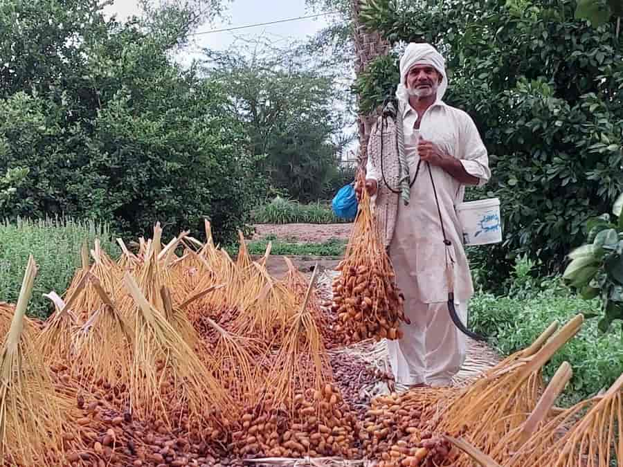 برداشت خرما در سیستان و بلوچستان از مرز ۵۰ هزار تن گذشت