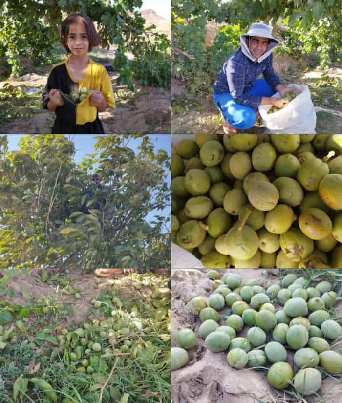 برداشت گردو از باغات دهستان کوهسنگی روستای حسینی تایباد