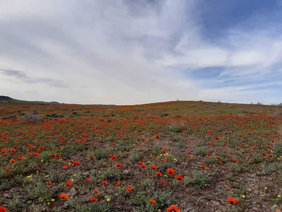 بهار زیبای قم؛  دشت شقایق