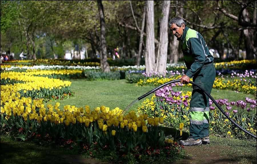 مصرف ماهانه ۴۰۰ هزار متر مکعب آب شرب برای آبیاری فضای سبز در خراسان رضوی و استفاده از پساب در تایباد